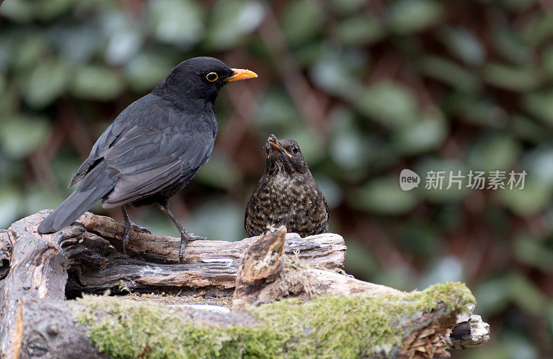 栖息在树枝上的黑鸟(Turdus merula)